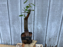Load image into Gallery viewer, Chinese Quince #5