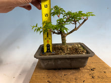 Load image into Gallery viewer, Shishigashira Japanese Maple 006