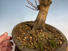 Load image into Gallery viewer, Japanese Maple 001