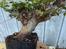 Load image into Gallery viewer, Chinese Elm #6