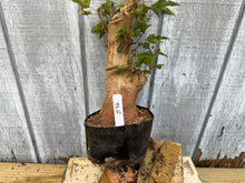 Load image into Gallery viewer, Trident Maple #42