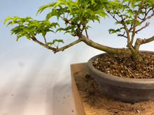 Load image into Gallery viewer, Shishigashira Japanese Maple 019