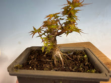 Load image into Gallery viewer, Kotohime Japanese Maple-010