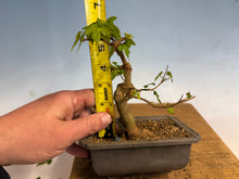 Load image into Gallery viewer, Trident Maple 016
