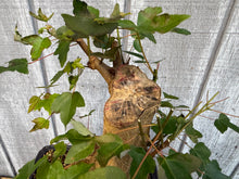 Load image into Gallery viewer, Trident Maple #49