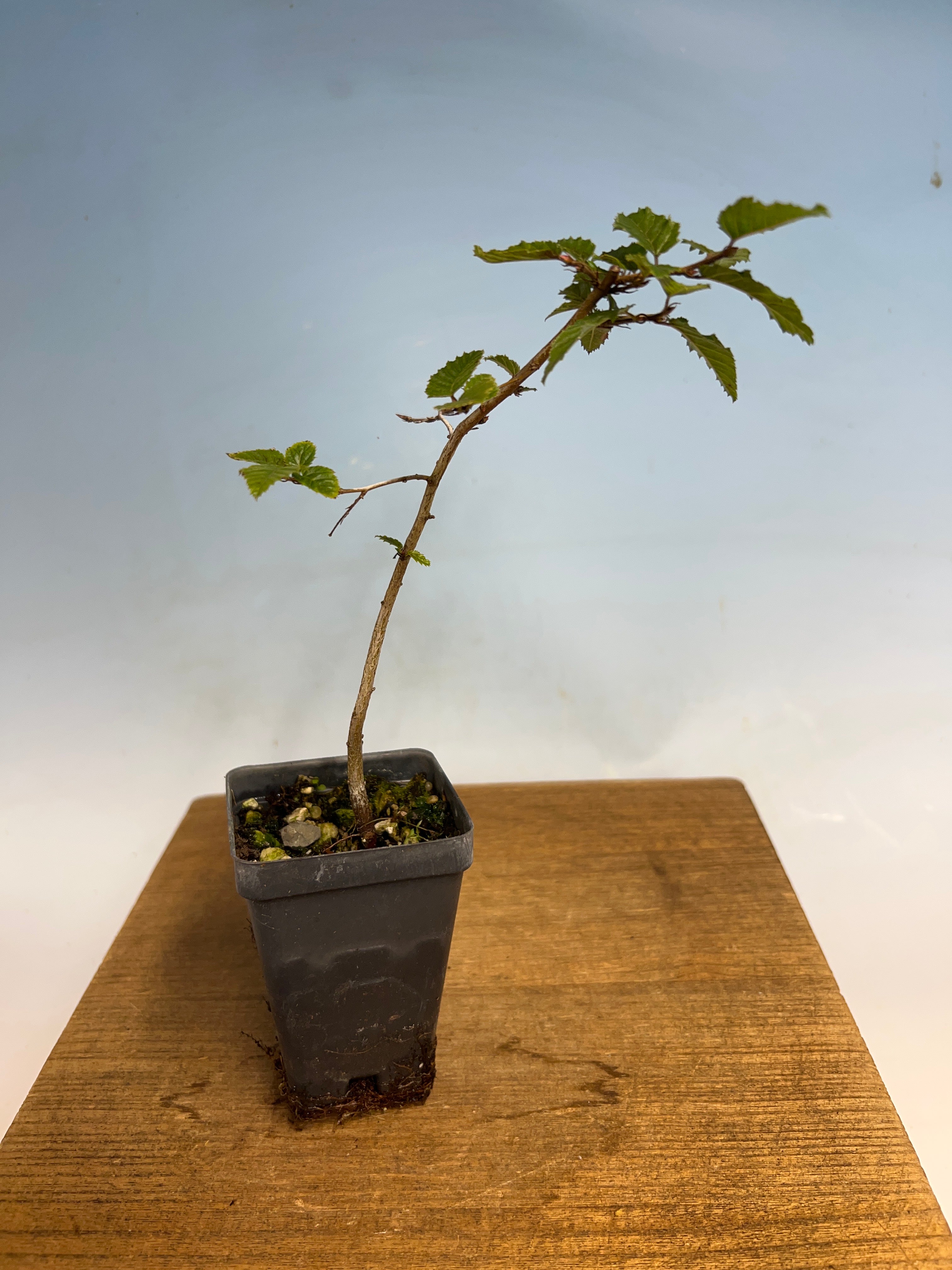 Korean Hornbeam – Kaede Bonsai-en