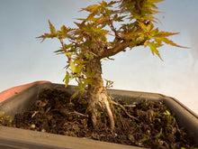 Load image into Gallery viewer, Kotohime Japanese Maple-010