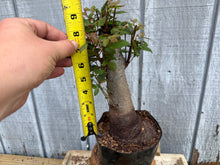 Load image into Gallery viewer, Zelkova, Japanese Grey Bark Elm #20