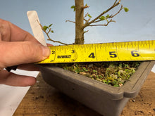 Load image into Gallery viewer, Chinese Elm, Root Cutting 001