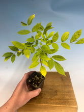 Load image into Gallery viewer, Japanese Wisteria