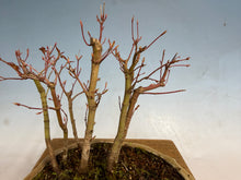 Load image into Gallery viewer, Japanese Maple Forest-Koyo pot-001