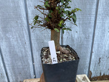 Load image into Gallery viewer, Chinese Elm #4