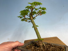 Load image into Gallery viewer, Shishigashira Japanese Maple 007