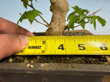 Load image into Gallery viewer, Trident Maple 009