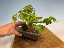 Load image into Gallery viewer, Trident Maple 023