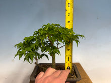 Load image into Gallery viewer, Shishigashira Japanese Maple 018