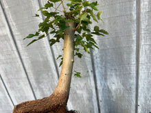Load image into Gallery viewer, Trident Maple #16