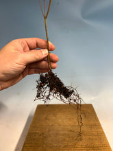 Load image into Gallery viewer, Japanese Maple Bare Root- Large 12-16”+