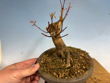 Load image into Gallery viewer, Japanese Maple 001