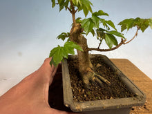 Load image into Gallery viewer, Trident Maple 011