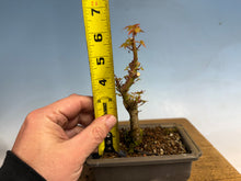 Load image into Gallery viewer, Kotohime Japanese Maple-004
