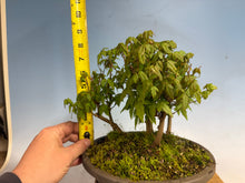 Load image into Gallery viewer, Trident Maple-Shohin Forest 001