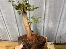 Load image into Gallery viewer, Trident Maple #13