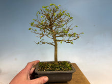 Load image into Gallery viewer, Chinese Hackberry, Celtis 002
