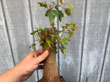 Load image into Gallery viewer, Trident Maple #43