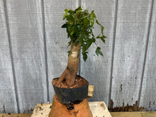 Load image into Gallery viewer, Trident Maple #21