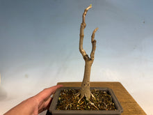 Load image into Gallery viewer, Japanese Wisteria 003