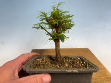 Load image into Gallery viewer, Dawn Redwood 006