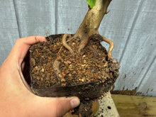 Load image into Gallery viewer, Trident Maple #13