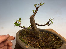 Load image into Gallery viewer, Chinese Quince 001