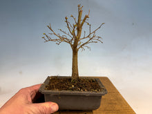 Load image into Gallery viewer, Zelkova, Japanese Grey Bark Elm 002