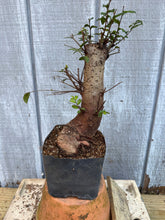 Load image into Gallery viewer, Chinese Elm #2