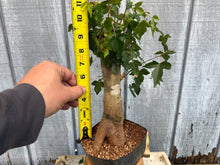 Load image into Gallery viewer, Trident Maple #21