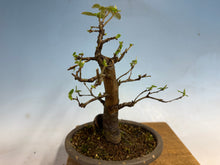 Load image into Gallery viewer, Chinese Quince 002
