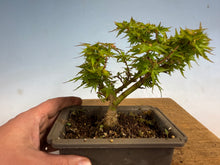 Load image into Gallery viewer, Kotohime Japanese Maple-012