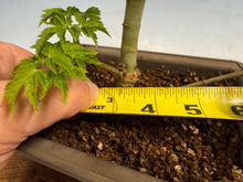 Load image into Gallery viewer, Shishigashira Japanese Maple 013