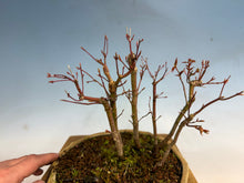 Load image into Gallery viewer, Japanese Maple Forest-Koyo pot-001