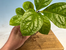 Load image into Gallery viewer, Japanese Persimmon