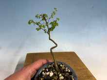 Load image into Gallery viewer, Chinese Elm-Root Cutting 001
