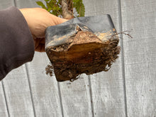 Load image into Gallery viewer, Zelkova, Japanese Grey Bark Elm #10