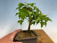 Load image into Gallery viewer, Trident Maple 021