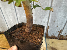 Load image into Gallery viewer, Trident Maple #11