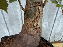 Load image into Gallery viewer, Zelkova, Japanese Grey Bark Elm #19