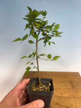 Load image into Gallery viewer, Chinese Hackberry
