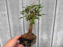 Load image into Gallery viewer, Trident Maple #37