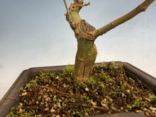 Load image into Gallery viewer, Shishigashira Japanese Maple 005